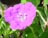 GERAN SAN NEW HAM PURPLE #1