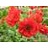 GEUM CHI DOUBLE BLOODY MARY #1