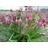 GEUM TRI PRAIRIE SMOKE #1