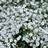 GYPSOPHILA SUMMER SPARKES #1