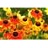 HELENIUM MARDI GRAS #1