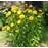 HELIOPSIS SUMMER SUN #2