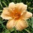HEMER APRICOT SPARKLES #1