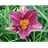 HEMER PURPLE D' ORO #1