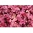 HEUCHERA BERRY SMOOTHIE #1