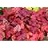 HEUCHERA FIRE ALARM #1