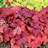 HEUCHERA FIRE CHIEF #1