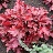 HEUCHERA FOREVER RED #1
