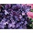 HEUCHERA FOREVER PURPLE #1