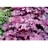 HEUCHERA GEORGIA PLUM #1