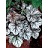 HEUCHERA GLITTER #1