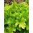 HEUCHERA LIME MARMALADE #1