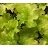 HEUCHERA LIME RUFFLES #1