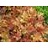 HEUCHERA MARMALADE #1