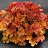 HEUCHERA NORTHERN EXP AMBER #1