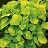 HEUCHERA NORTHERN EXP LIME #1