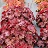 HEUCHERA NORTHERN EXP RED #1