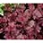 HEUCHERA MIDNIGHT ROSE #1