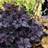 HEUCHERA OBSIDIAN #1