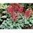 HEUCHERA PARIS #1
