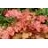 HEUCHERA PAPRIKA #1