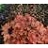 HEUCHERA PEACH FLAMBE #1