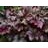 HEUCHERA PLUM PUDDING #1