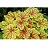 HEUCHERA RED LIGHTNING #1