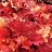HEUCHERA RIO #1