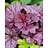 HEUCHERA SUGAR PLUM #1