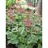 HEUCHERA SAN RUBY BELLS #1