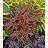 HEUCHERELLA PEACH TEA #1