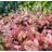 HEUCHERELLA SWEET TEA #1