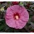 HIBISCUS BERRY AWESOME #3 PW