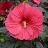 HIBISCUS MARS MADNESS #3