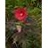 HIBISCUS MIDNIGHT MARVEL #3