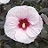 HIBISCUS MOCHA MOON #3
