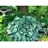 HOSTA ABIQUA DRINKING GOURD #1