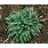 HOSTA AMAZONE #1
