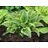 HOSTA ATLANTIS #1