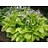 HOSTA AUGUST MOON #1