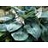HOSTA BIG DADDY #1