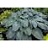 HOSTA BLUE ANGEL #5