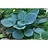 HOSTA BLUE HAWAII #1