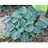 HOSTA BLUE MOUSE EARS #1