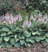 HOSTA CAPTAIN KIRK #1