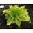 HOSTA DANCING QUEEN #1