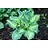 HOSTA DREAM QUEEN #1
