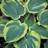HOSTA EARTH ANGEL #5