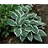 HOSTA EL NINO #1